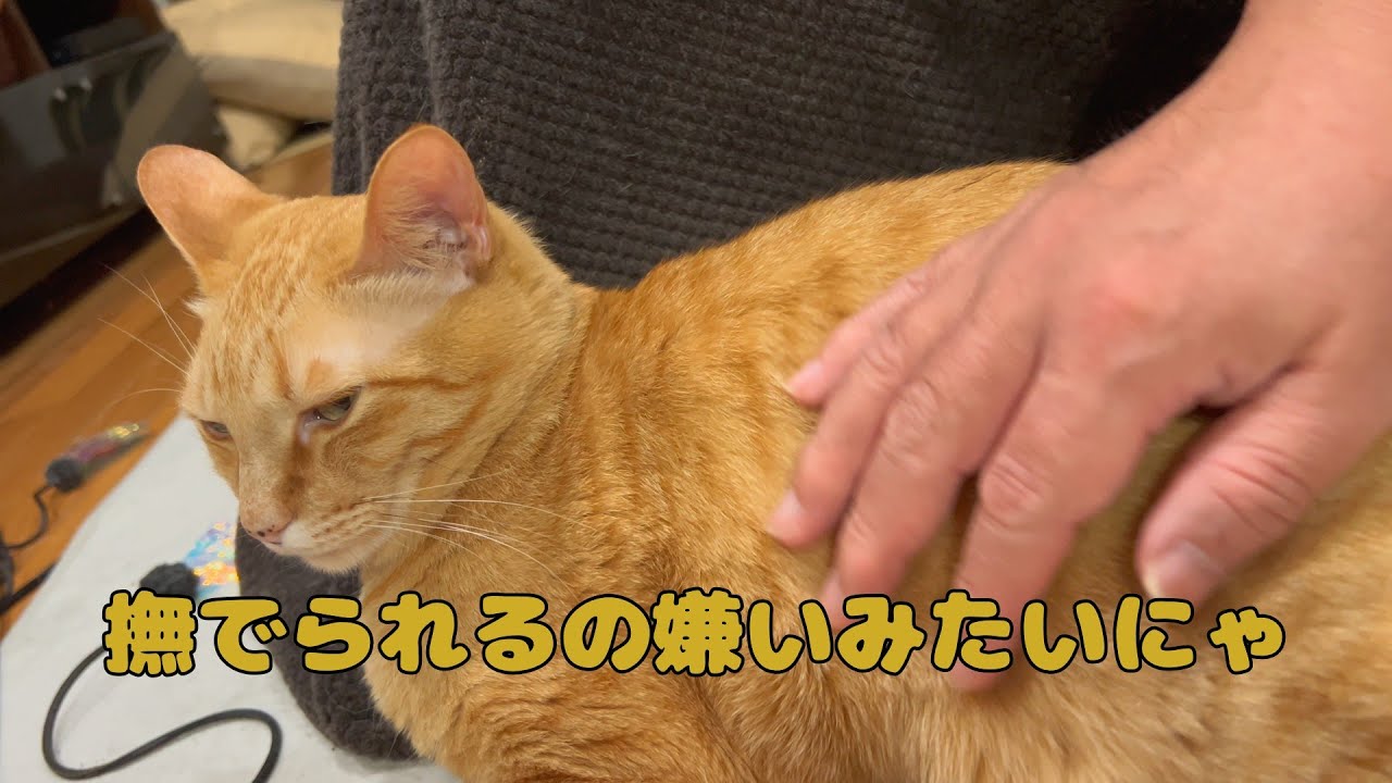 【保護猫】🐈あるじ♂に触られるの嫌な猫がいるにゃ🐈の巻【にゃんこ日和】【rescued cat】