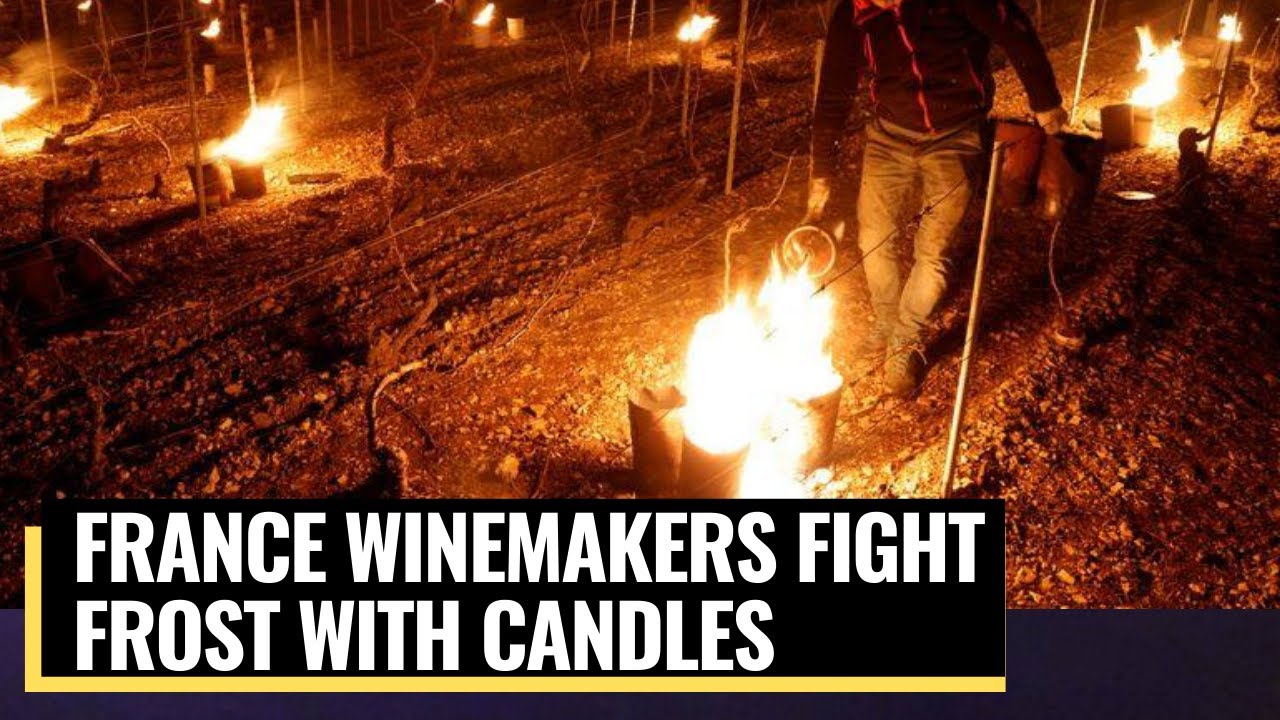 French winemakers deploy candles and heaters to save vines from frost - News 360 Tv