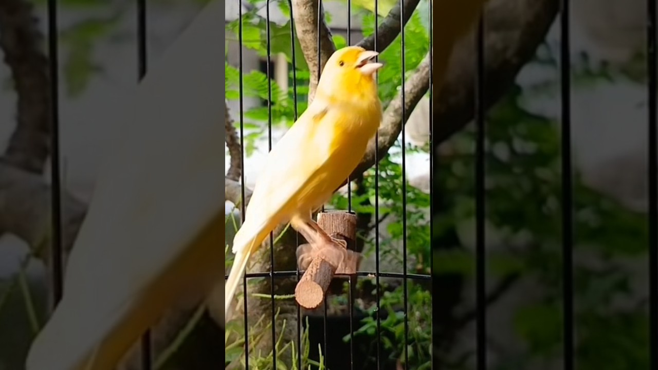 chant singing canaries 
