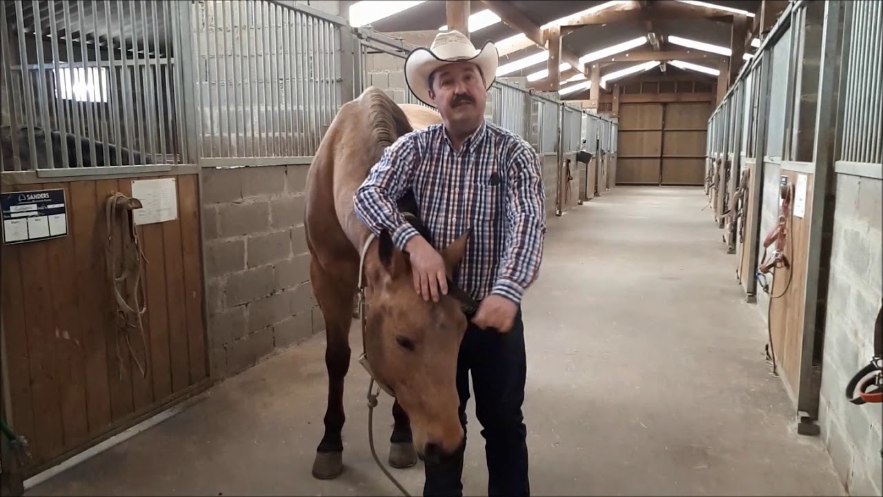 Comment licoler votre cheval en Equitation Western.