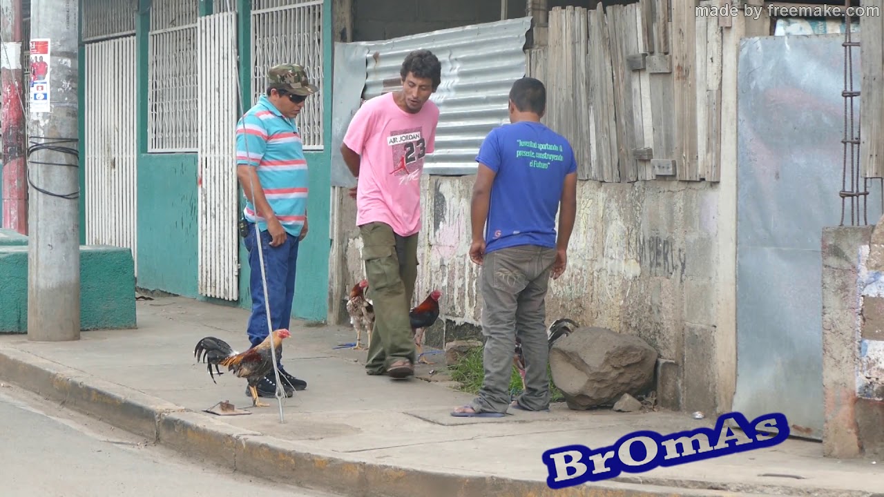 BROMA DEL GALLO ARCHIE TV