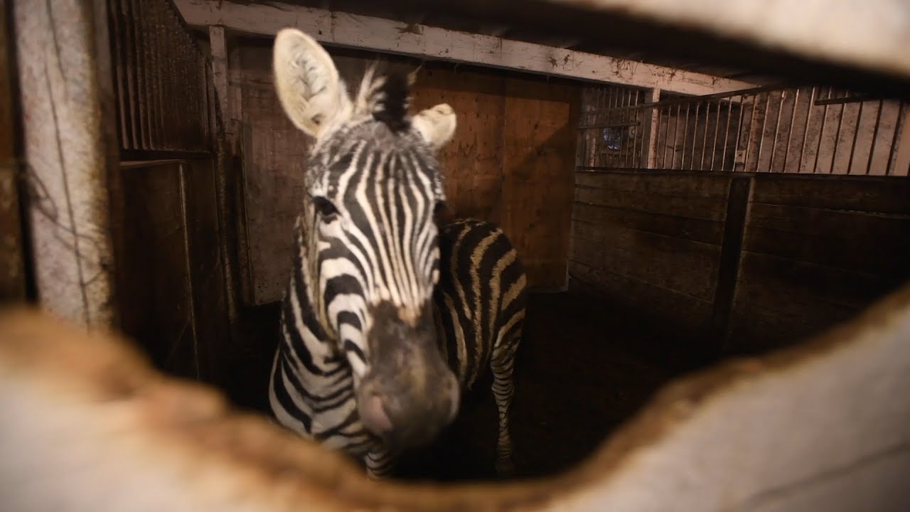 Exotic animals at a roadside zoo in Canada are rescued