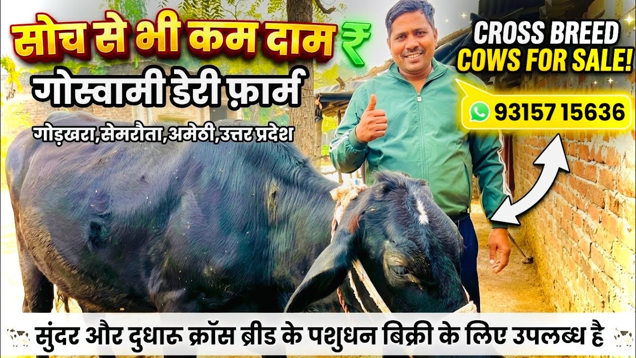 सोच से भी कम दाम में सुंदर और दुधारू पशुधन बिक्री के लिए उपलब्ध है।