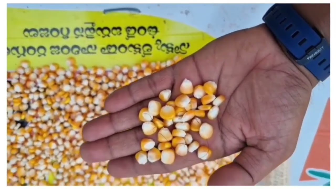 Bioseed 9636,9766