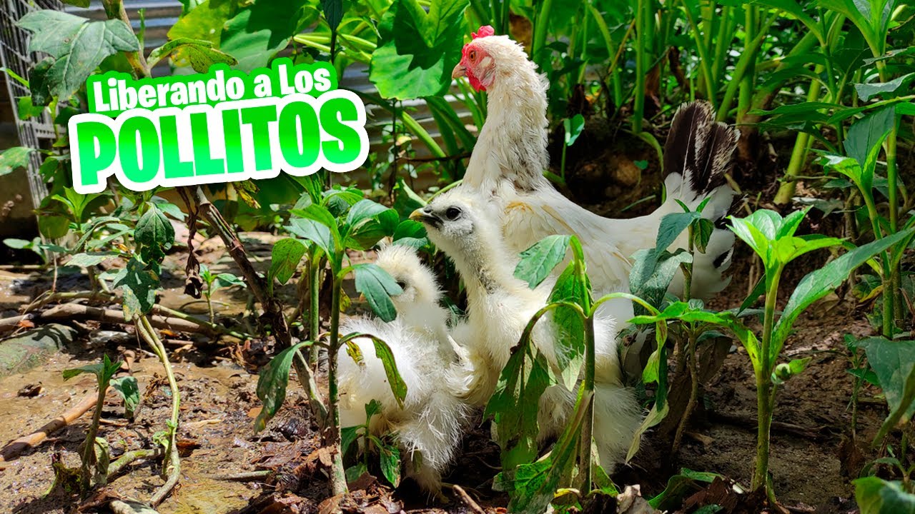 Liberando a los pollitos Sedosos por primera vez - Primer Mes de Edad