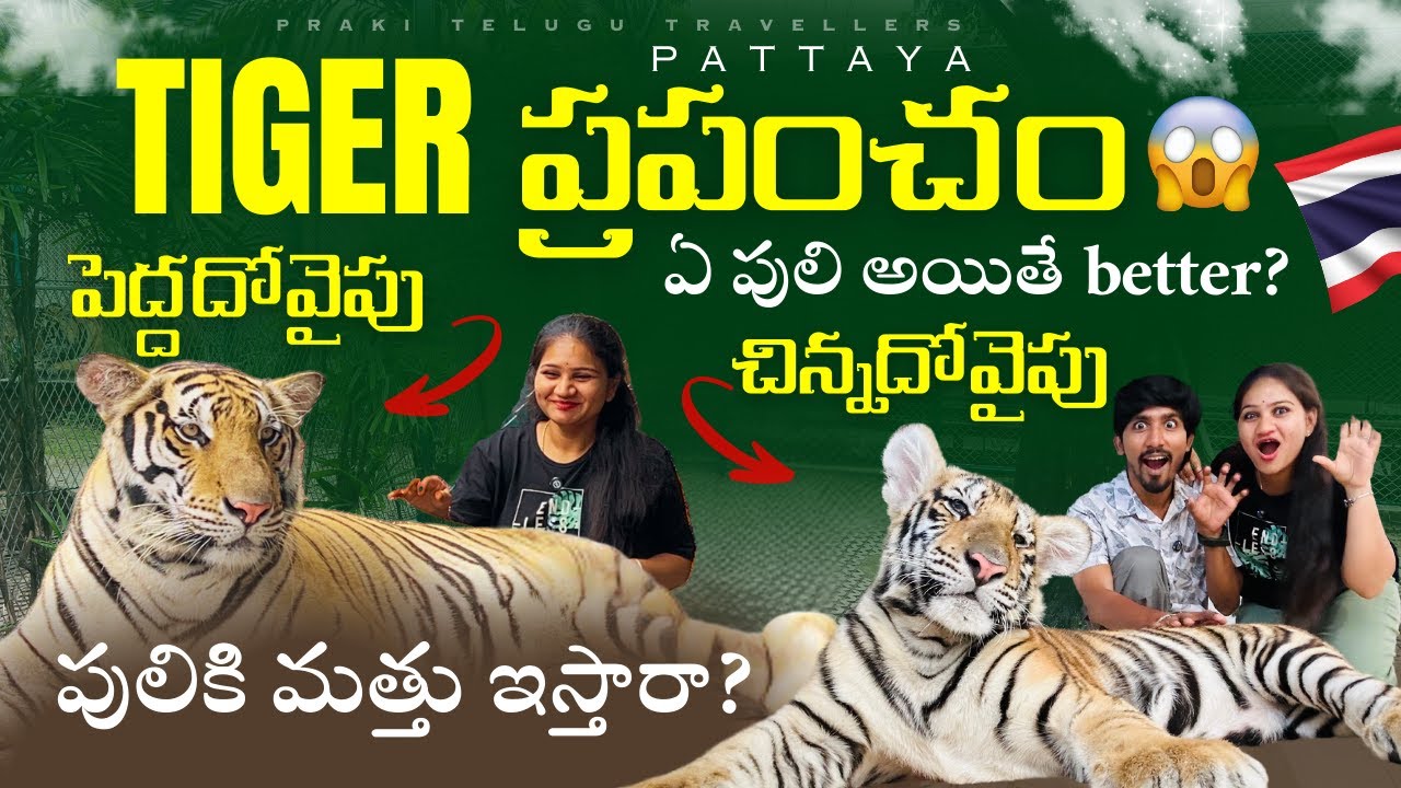 Tiger Park Full Tour in Pattaya | Pricing & Plans - Worth the Visit?