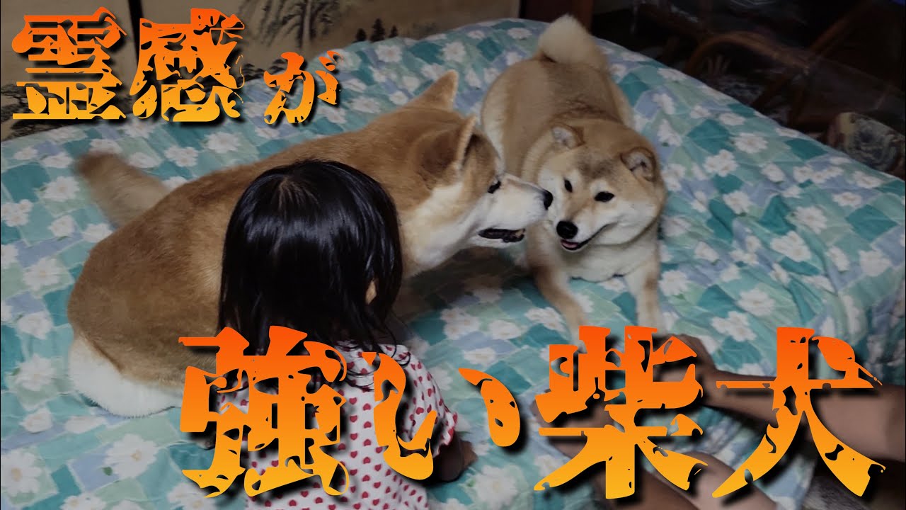 【心霊】家族楽しく遊ぶ中、１番最初に異変に気づいたのは柴犬でした