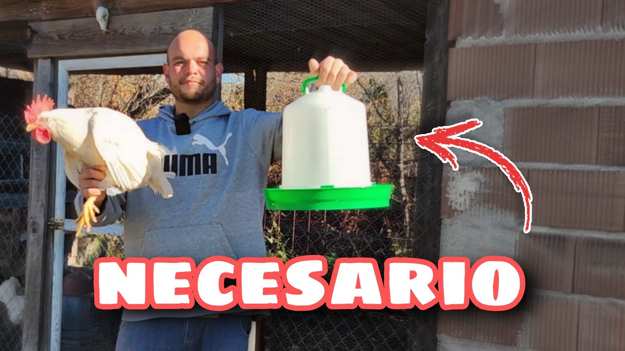 Imprescindibles para un Gallinero Perfecto: Bebedero, Comedero y Ponedero