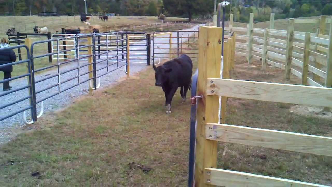 Cattle System - Home Made - First Trial Run
