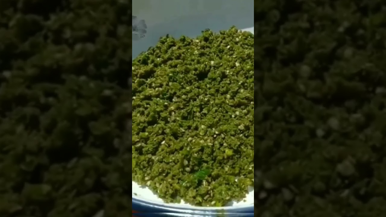 Green chili powder. # short #Shorts #YouTube shorts.