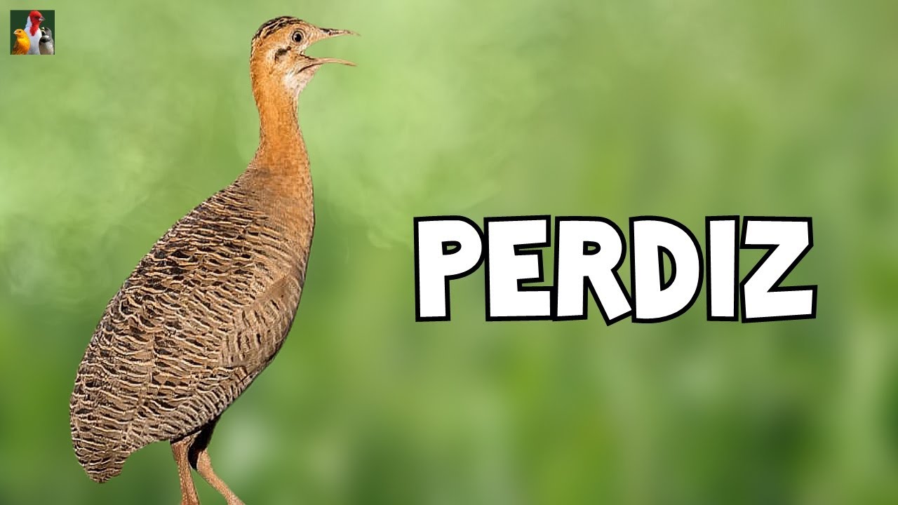 O CANTO DA PERDIZ - Perdiz Cantando