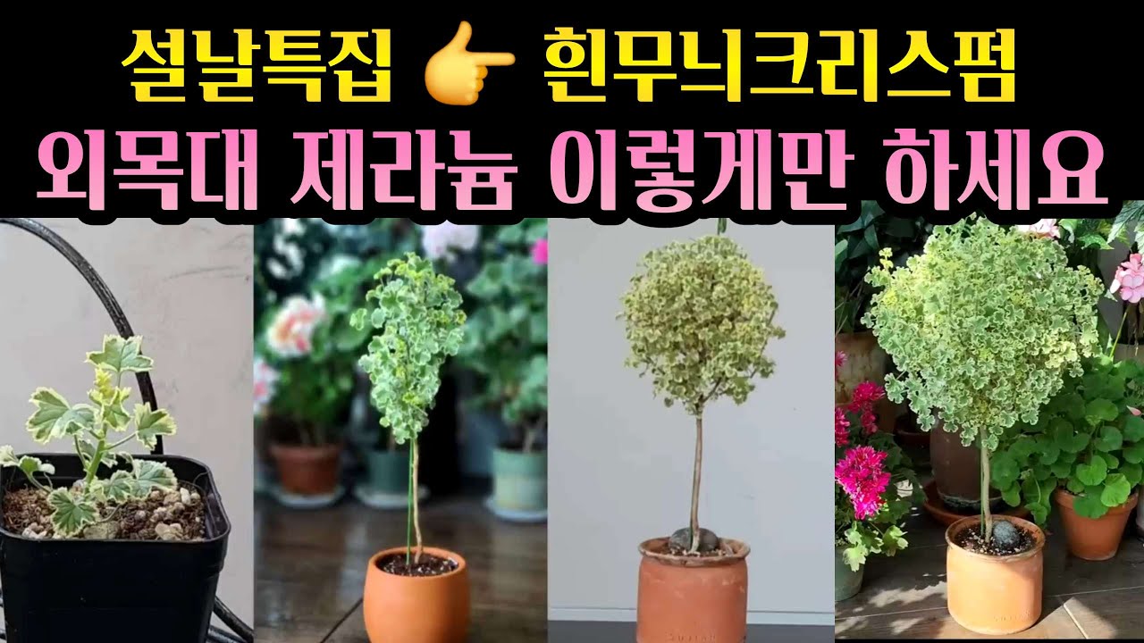 [4K] 설날특집 - 흰무늬크리스펌과 함께하는 삽목부터 완성형 외목대 수형까지 한방에 몰아보기 #외목대수형 #제라늄 #pelargonium #CrispumVariegatum