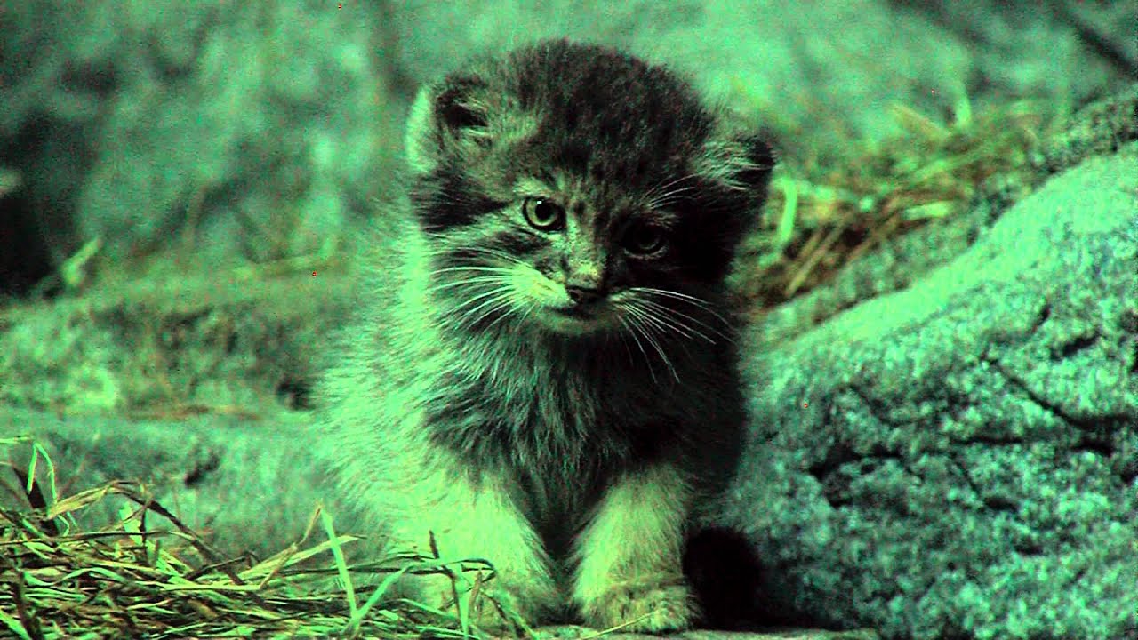 Pallas Cat Kittens - Cincinnati Zoo 2013