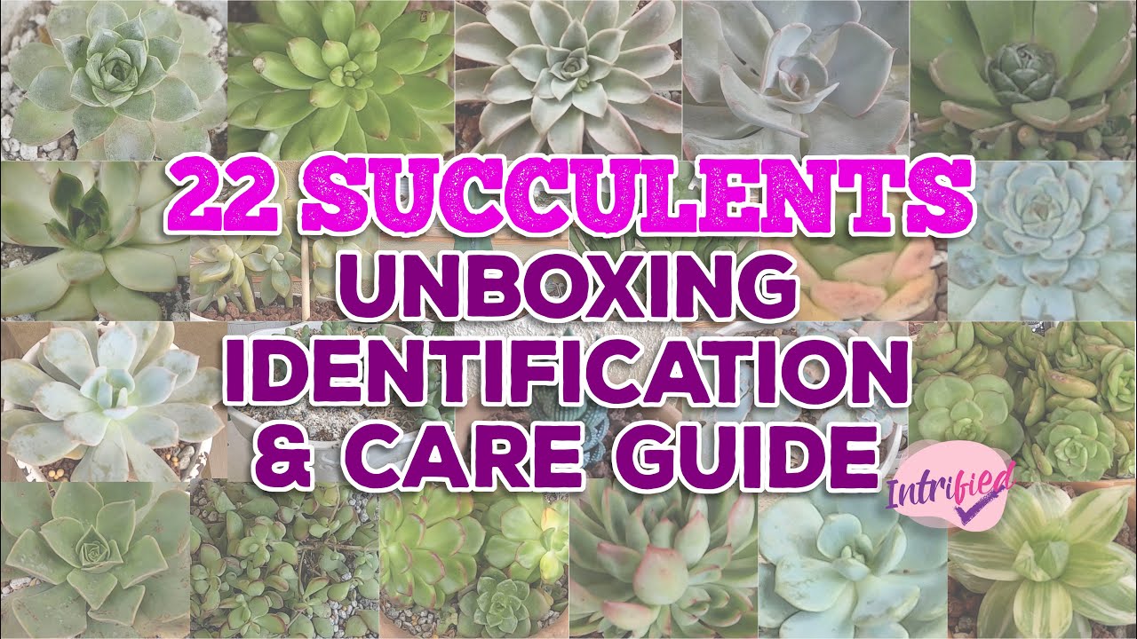 PLANT HAUL | NAME, ORIGIN & CARE GUIDE | SUCCULENT IDENTIFICATION | By Intri's TV