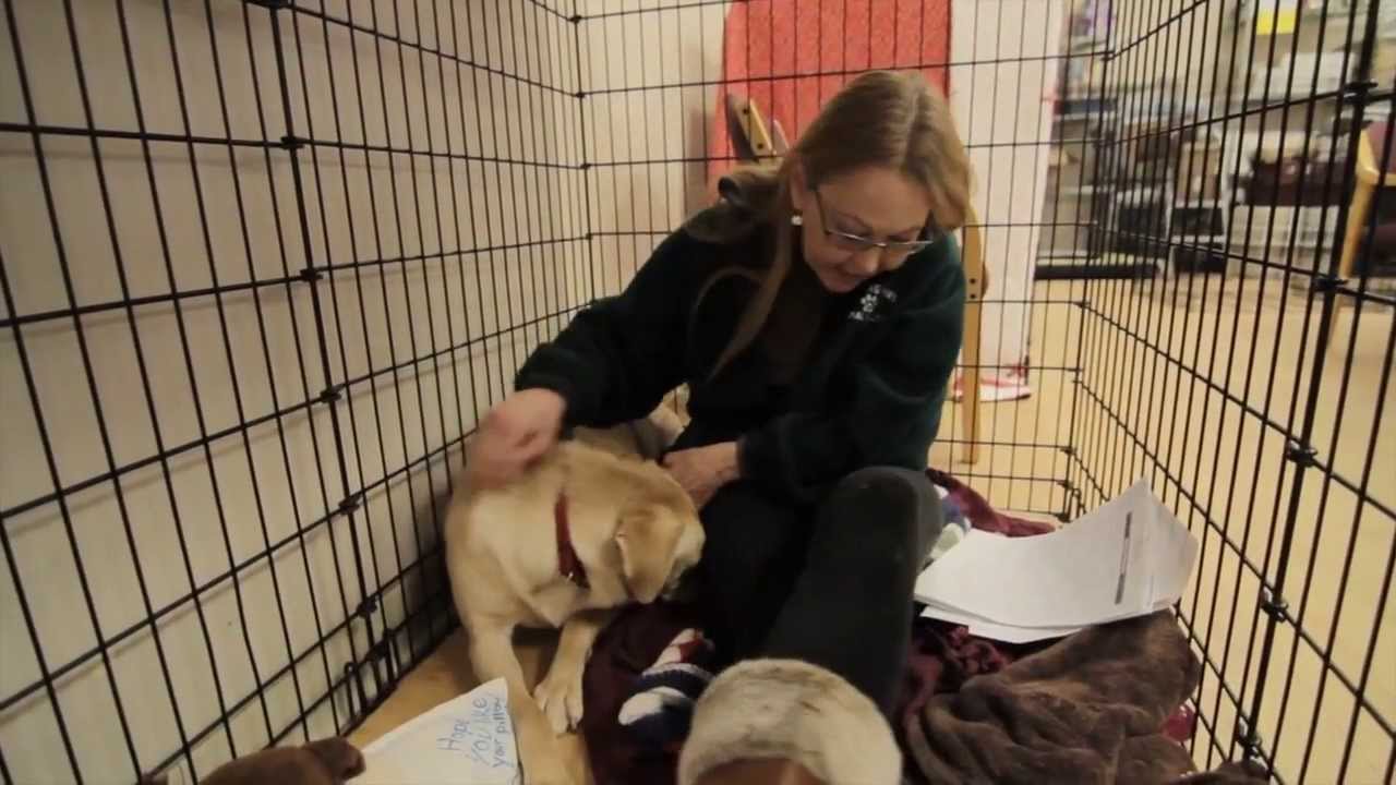 Helping Paws