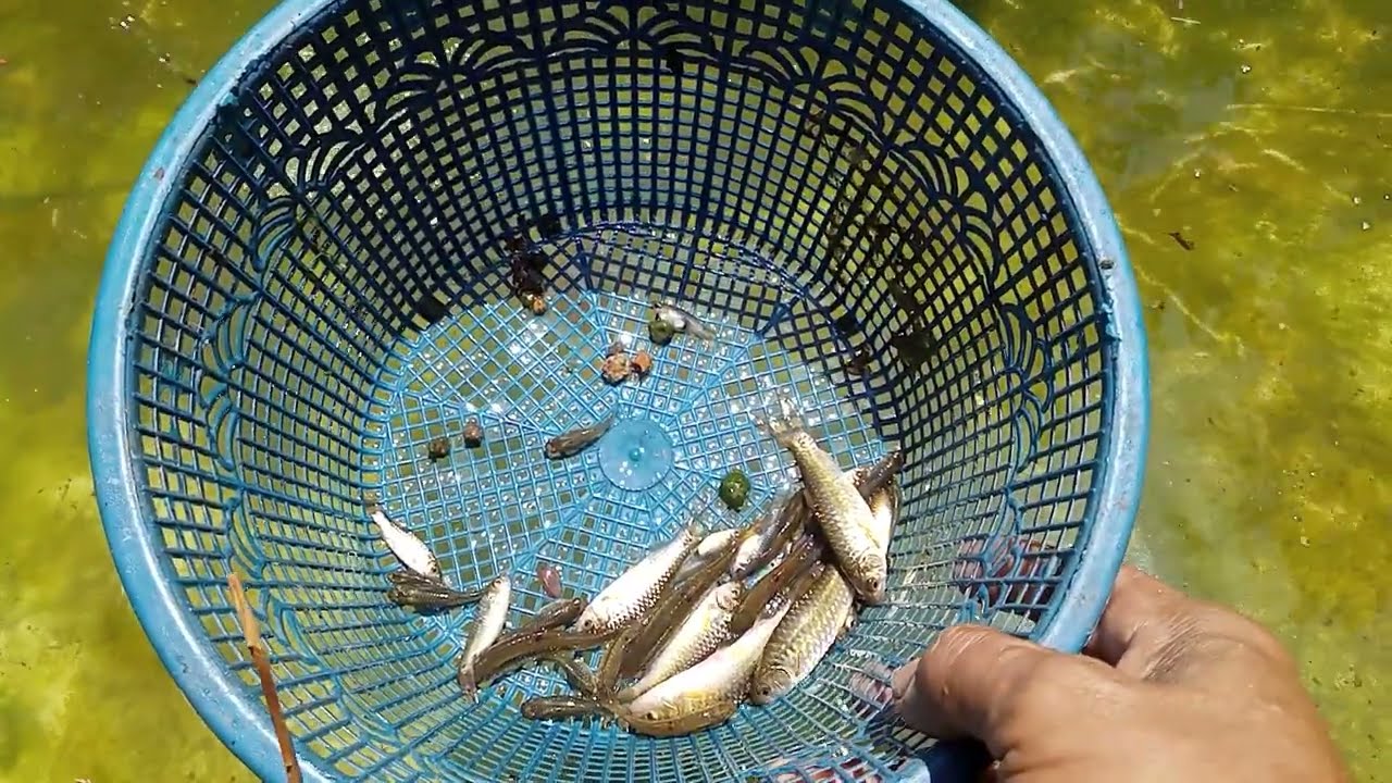 budidaya ikan wader dan ikan cetul atau cere