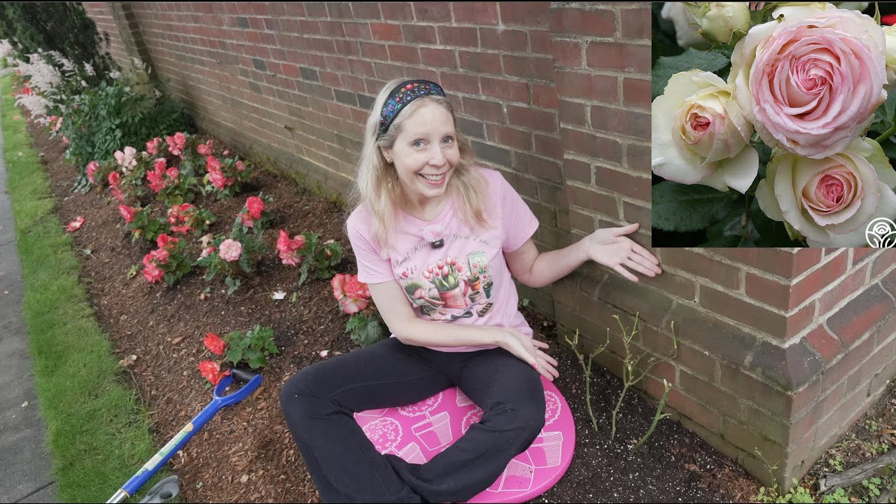 Eden Climbing Rose