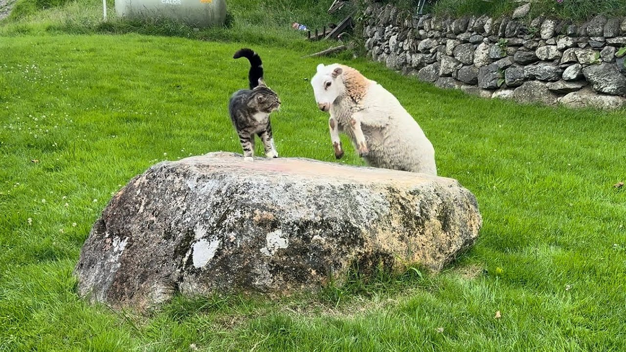 Lamb Doesn&rsquo;t Want Cat On Her Rock Part 2