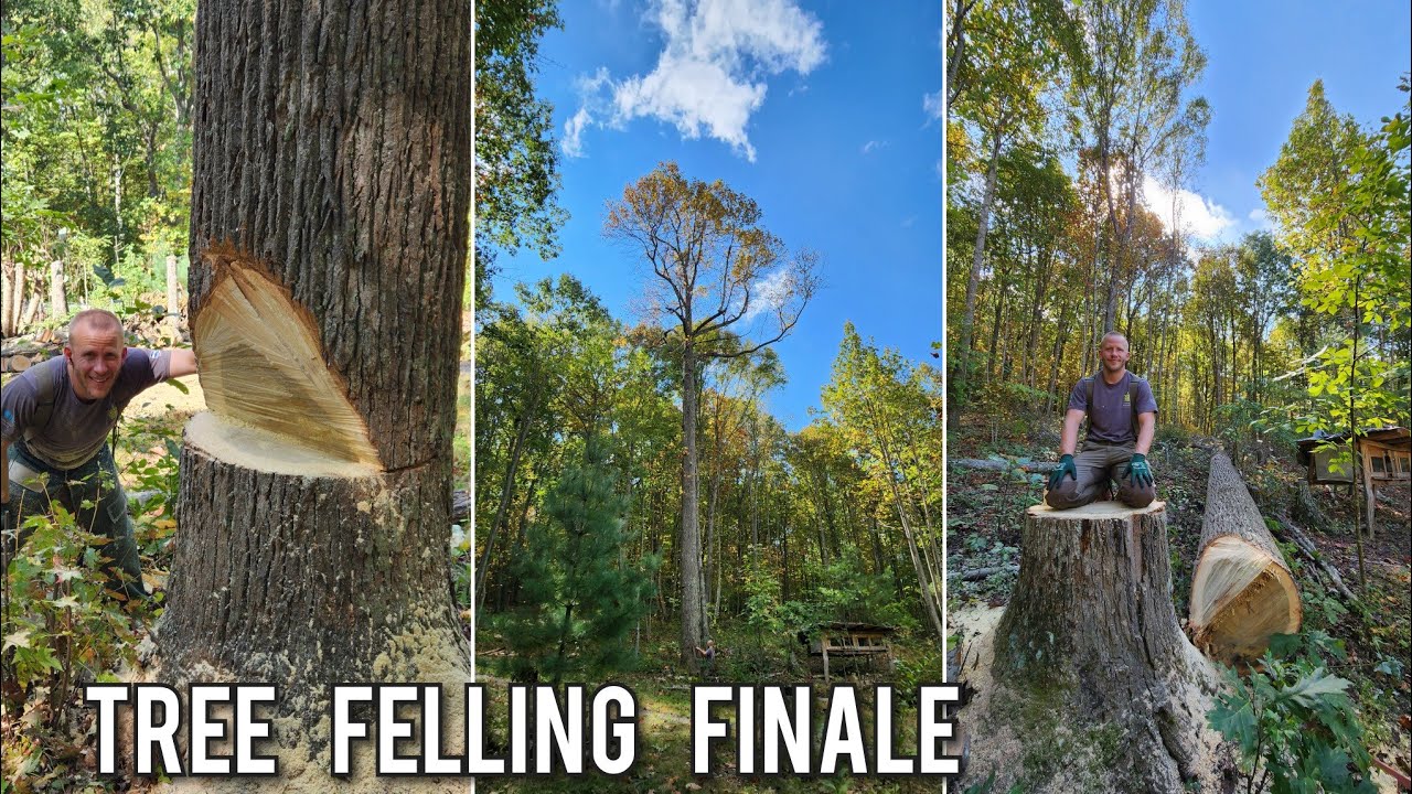 Saying Goodbye to Monster Poplar II - Our Largest Tree Felling to Date, Season 4