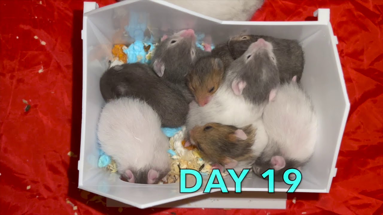 Baby Syrian Hamsters Day 1 - 28 Growth