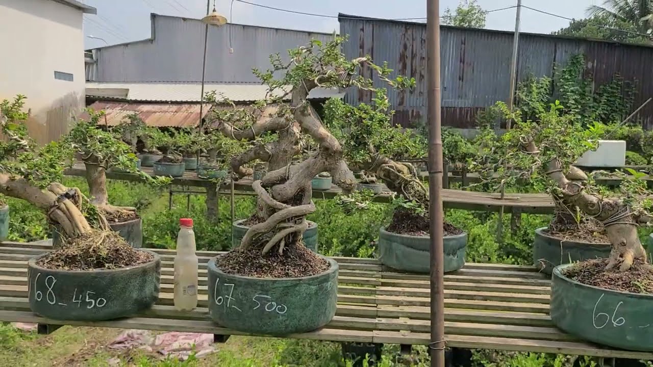 Sam Hương Bonsai Đủ dáng từ 200k 😊0933368532🌲linhsamnuitraihuonguyetquehongocmaichieuthuykimquytung