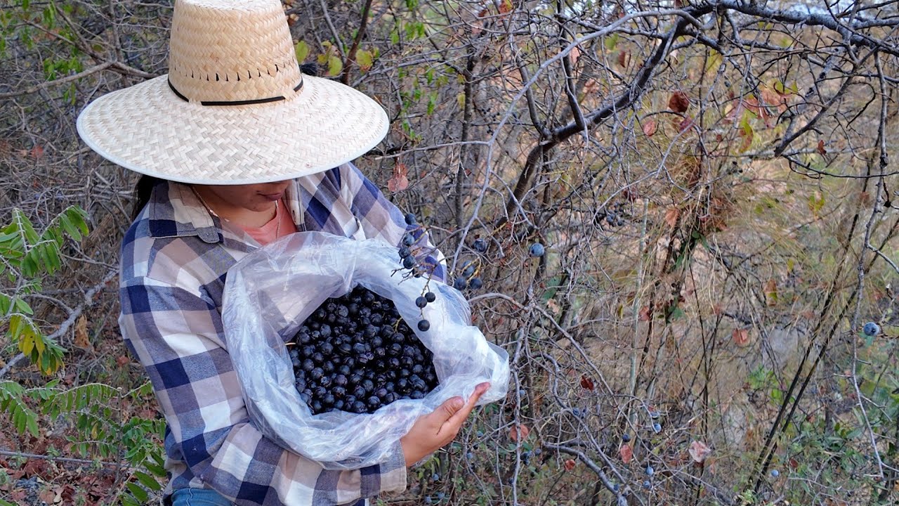 Pisca de Moras Silvestres (Blackberry)