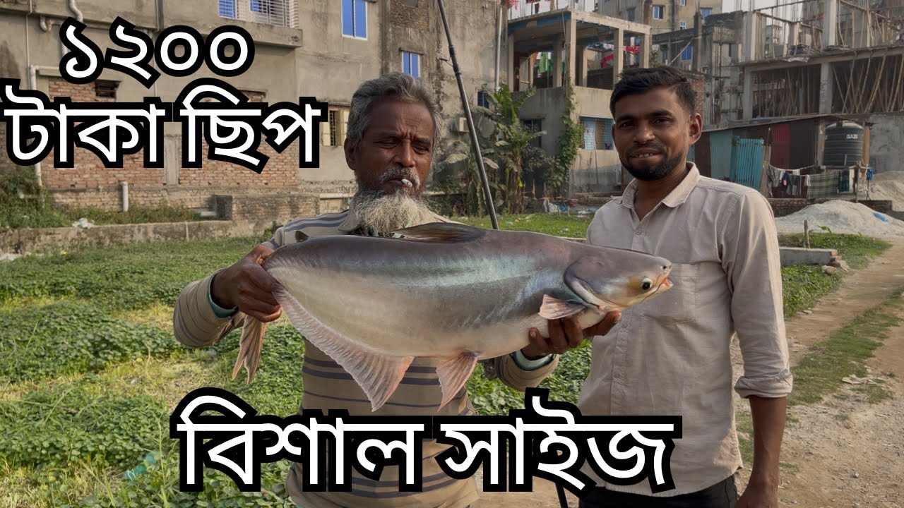 ১২০০ টাকা ছিপ | কাজলা নতুন রাস্তা ঈদগা মাঠের সাথে | আগামি ৫|৬ তারিখ টিকেট দেওয়া হয়েছে #hightlight 
