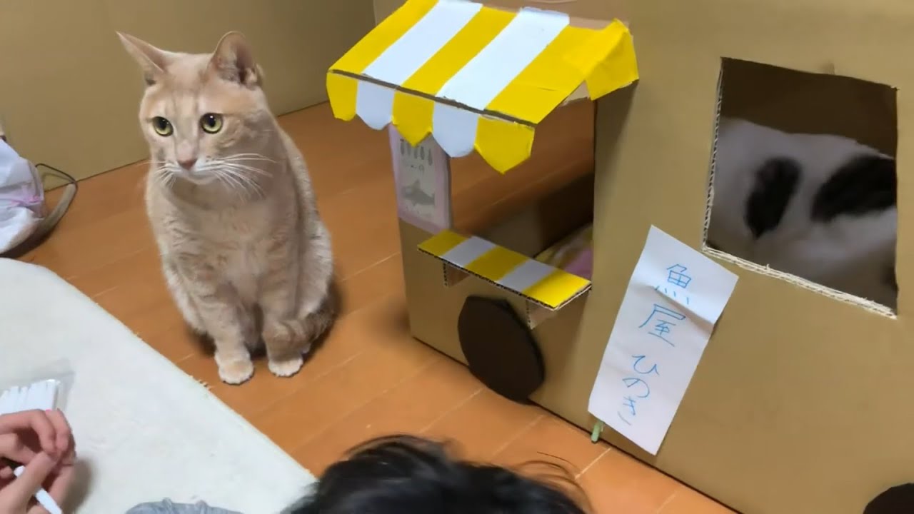 息子の力作を3日で壊した猫たちがかわいい