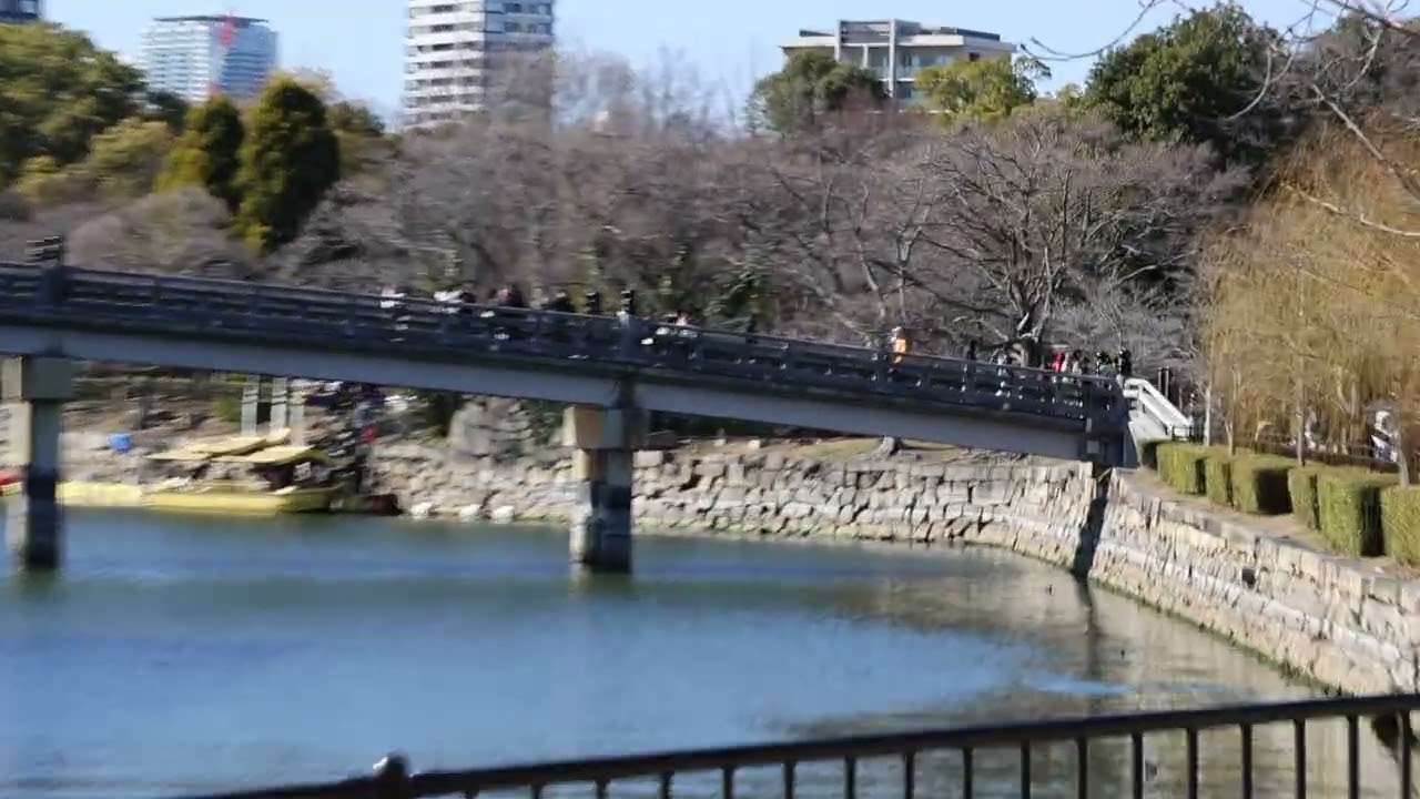梅、大阪城（2026年2月19日）３