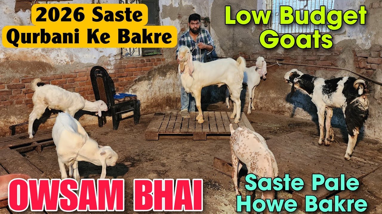 2026 Saste Qurbani Ke Andul Bakre At AWSAM BHAI | Low Budget Goat In Bhiwandi 