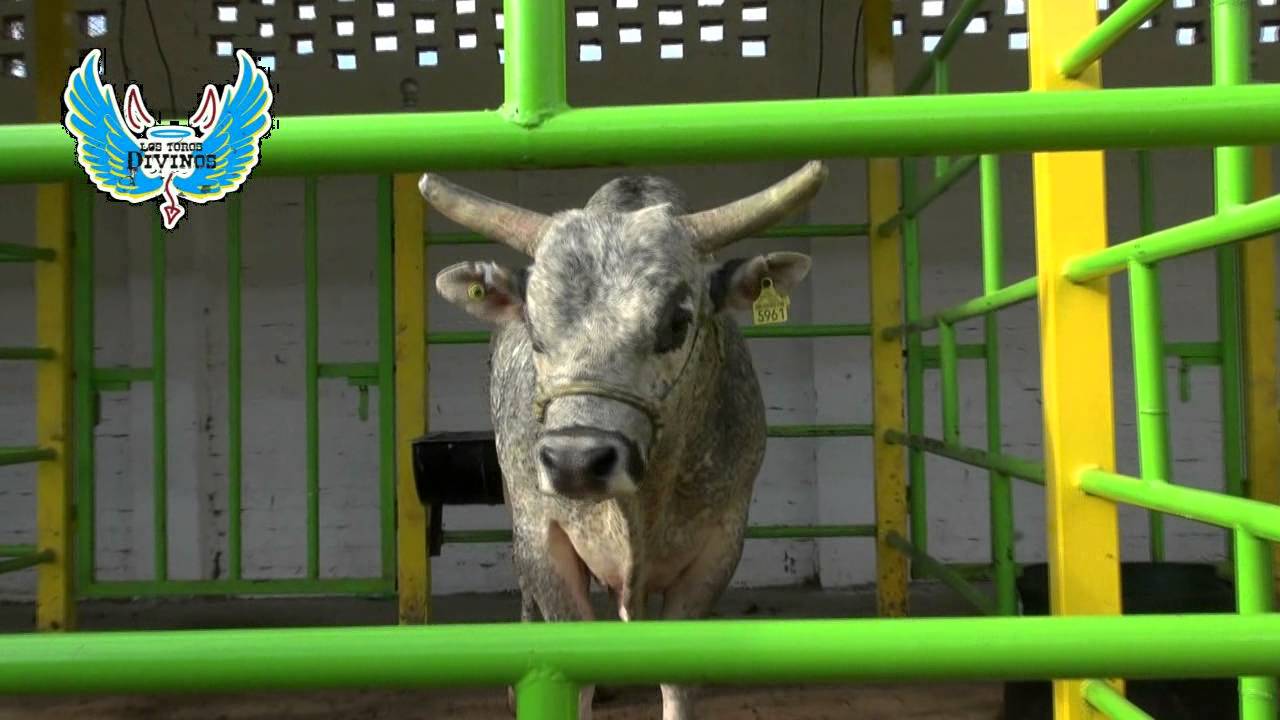 *** LA CASA DE LOS TOROS DIVINOS** 100  % HUANDACAREO 2014