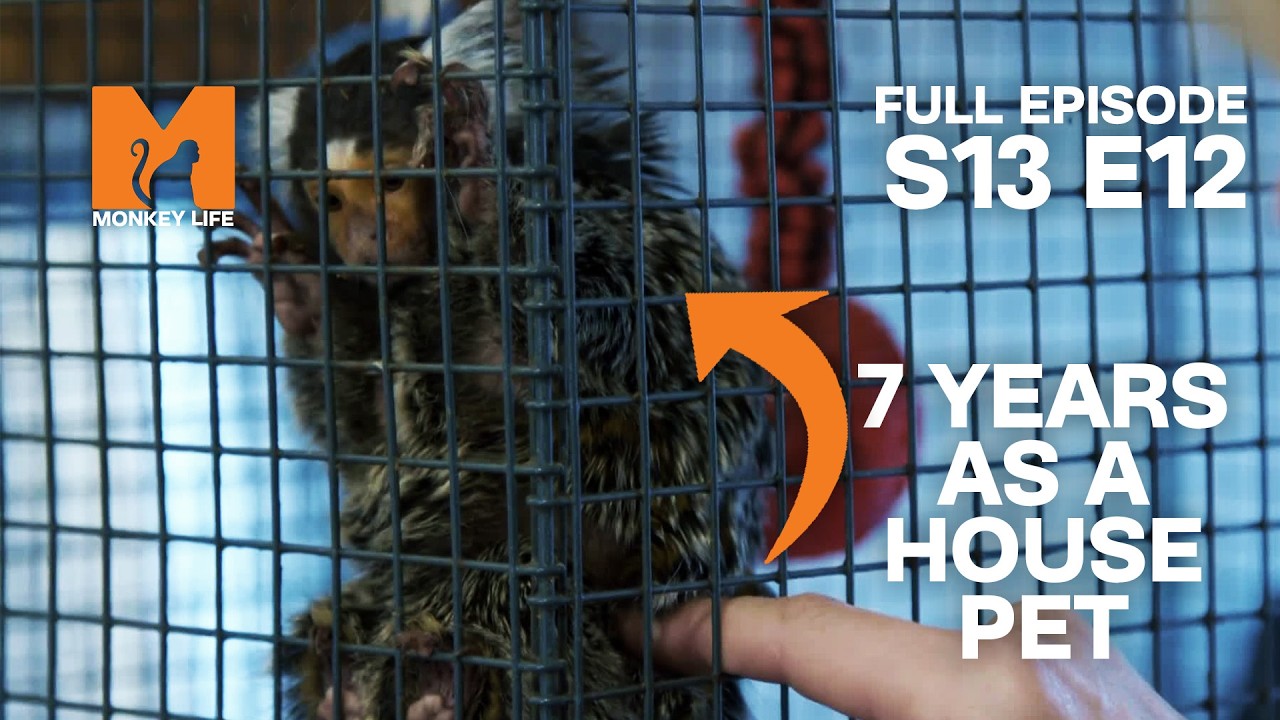 Alison's Double Rescue Mission | Monkey Life Season 13 EP 12 | Monkey Life