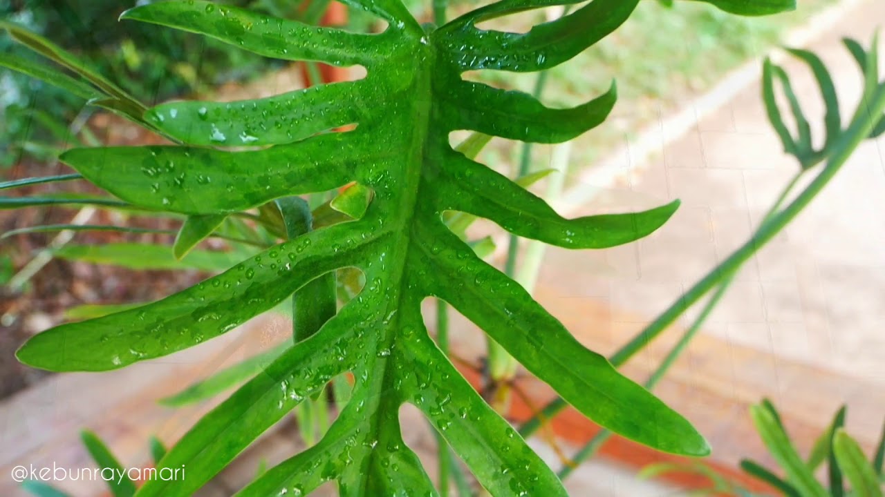 #PLANT                                                                          PHILODENDRON ELEGANS