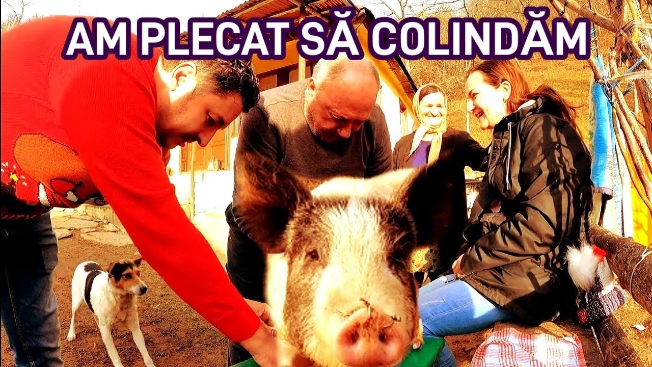 Aici porcii cresc liberi și zburdă pe munte. Ne-au primit în gospodaria lor din Apuseni