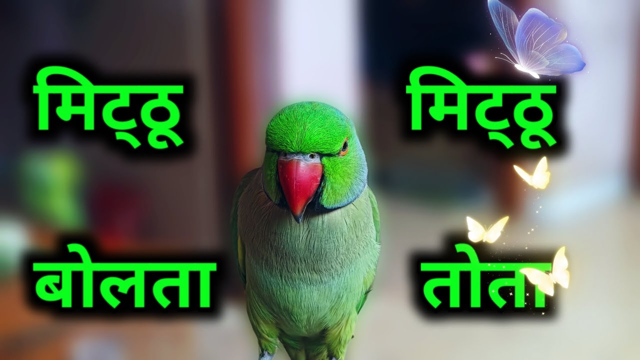 Mitthu mitthu gana dijiye - Parrot talking video