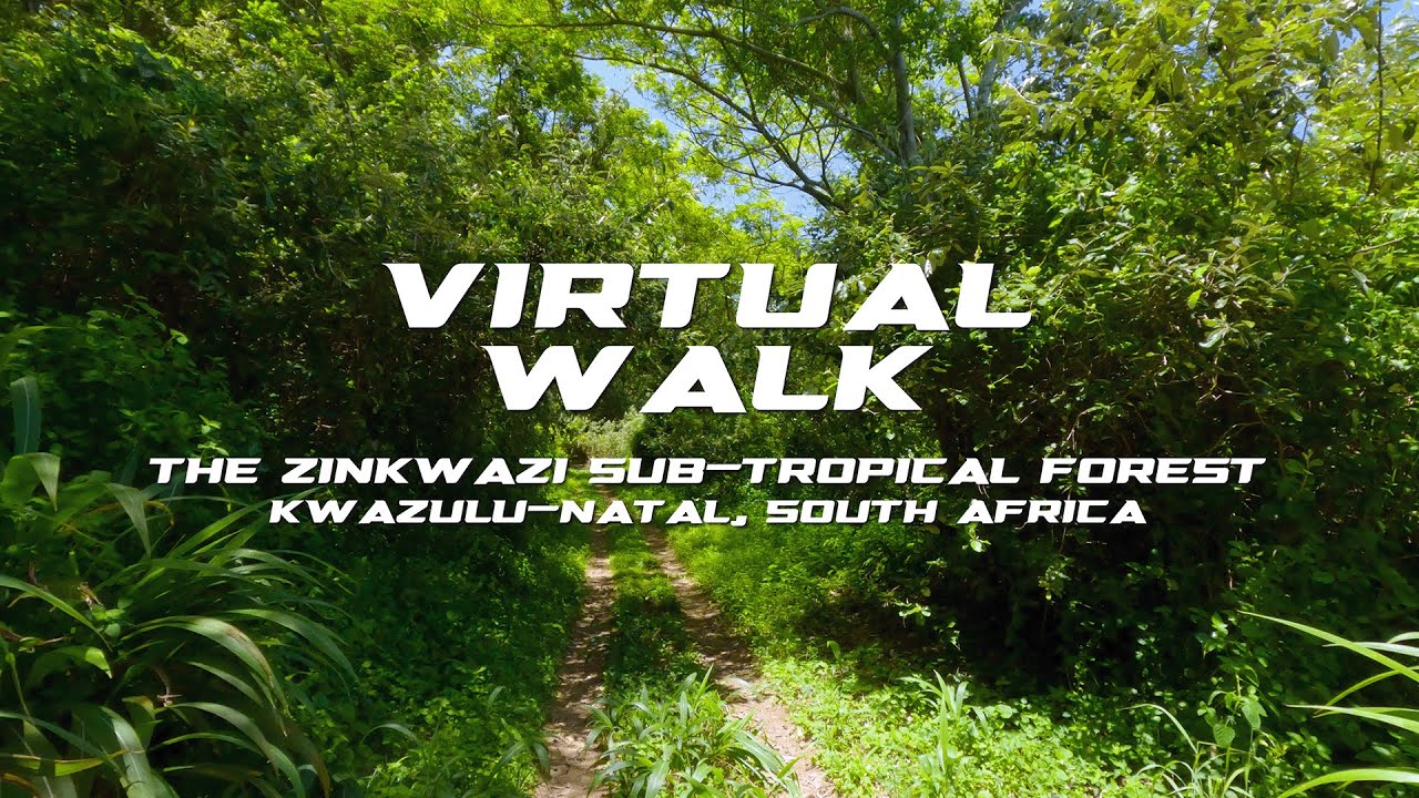 Virtual Walk in The Zinkwazi Sub Tropical Forest | KwaZulu Natal, South Africa