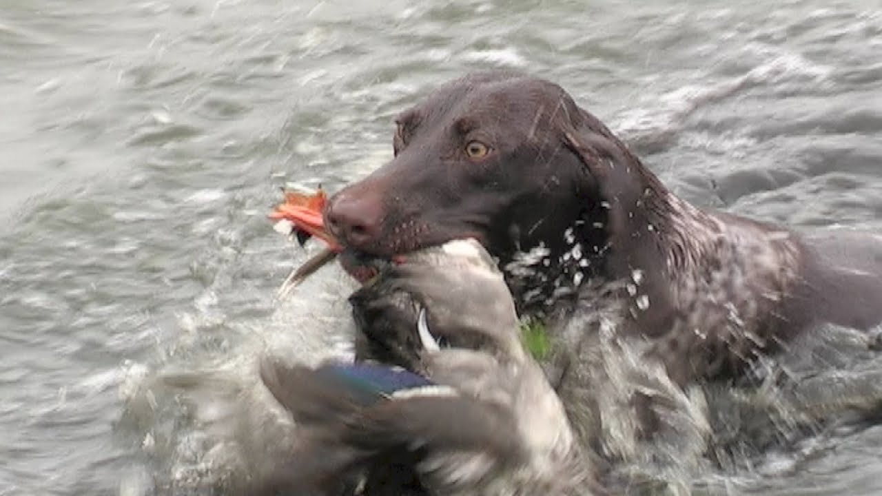 Hunting dogs - Lovački psi | Cani da caccia | Bird dogs - Pointers - English Setter