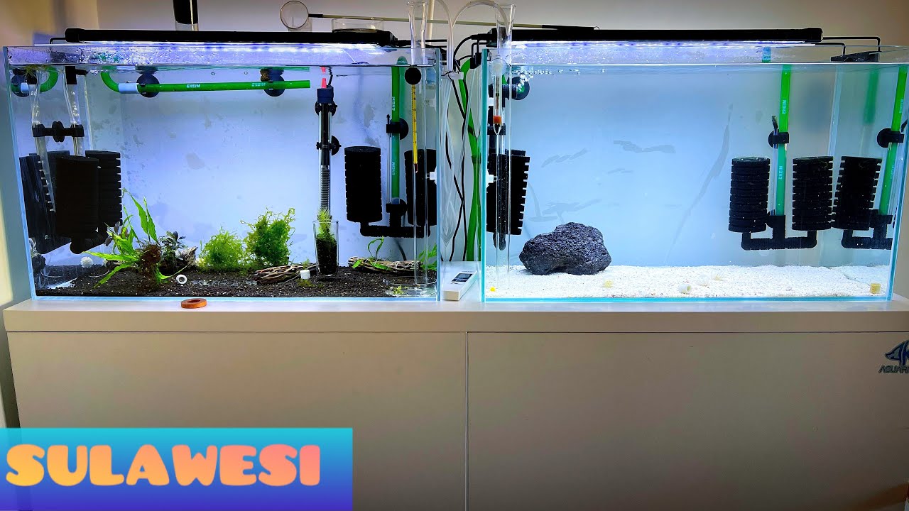 TRANSFORMAMOS ESTE ACUARIO EN UN GAMBARIO SULAWESI