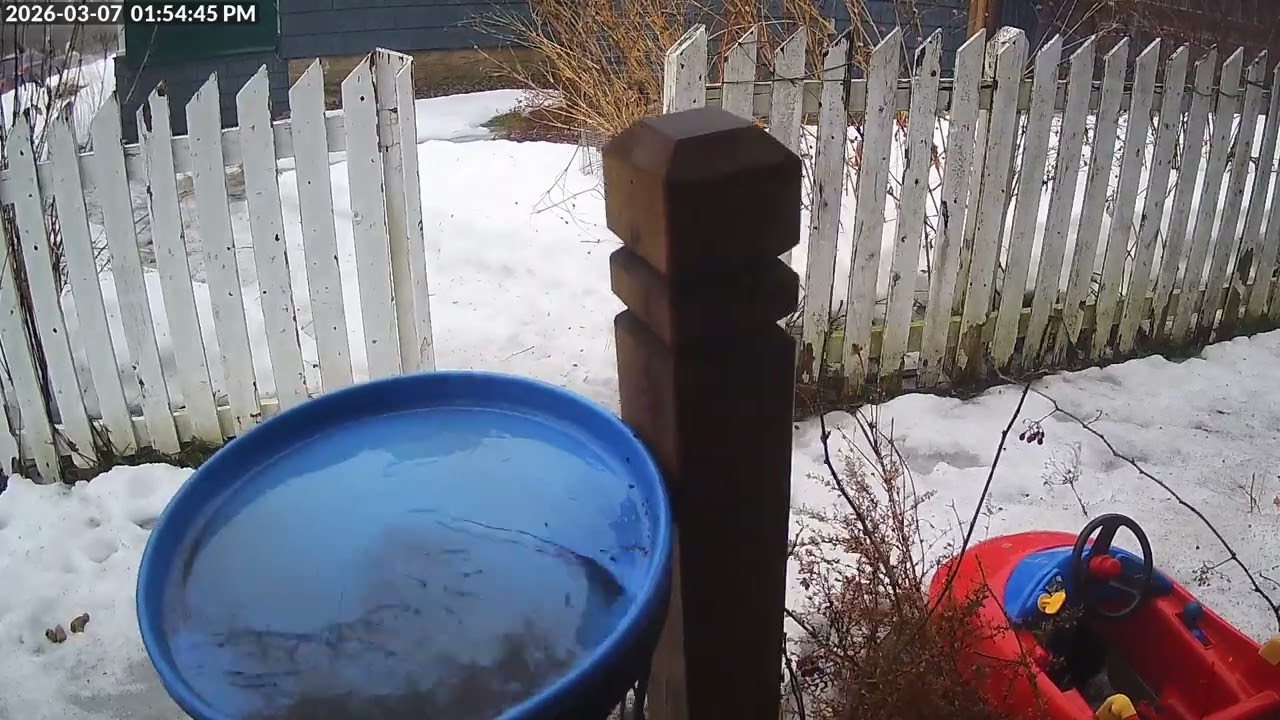 Daily Birdfeeder Highlight Reel (Saturday)