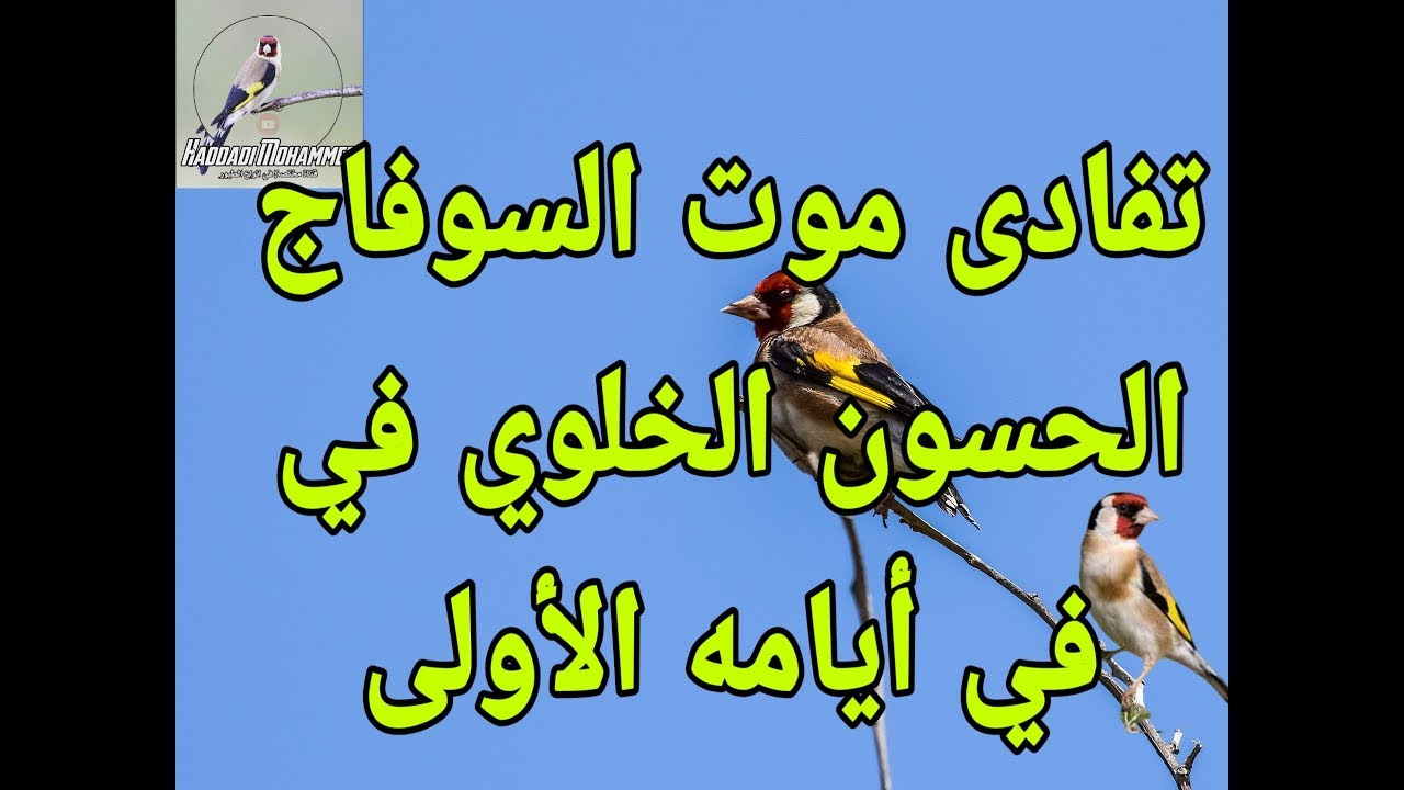 كيفية التعامل مع حسون سوفاج صيد جديد لإنقاده من الموت
