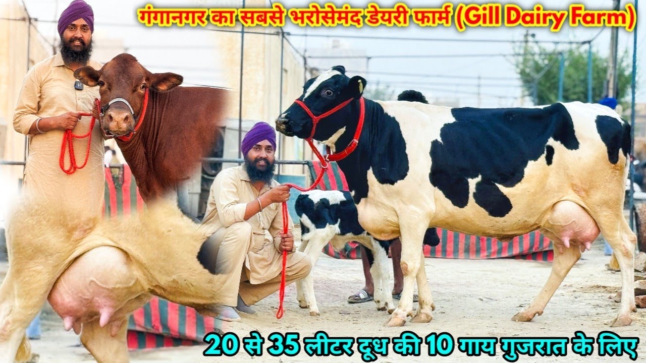 गुजरात में 30 से 35 लीटर दूध दे रही हैं Gill Dairy Farm Sri Ganganagar की 55 गाय। High Milking Cows