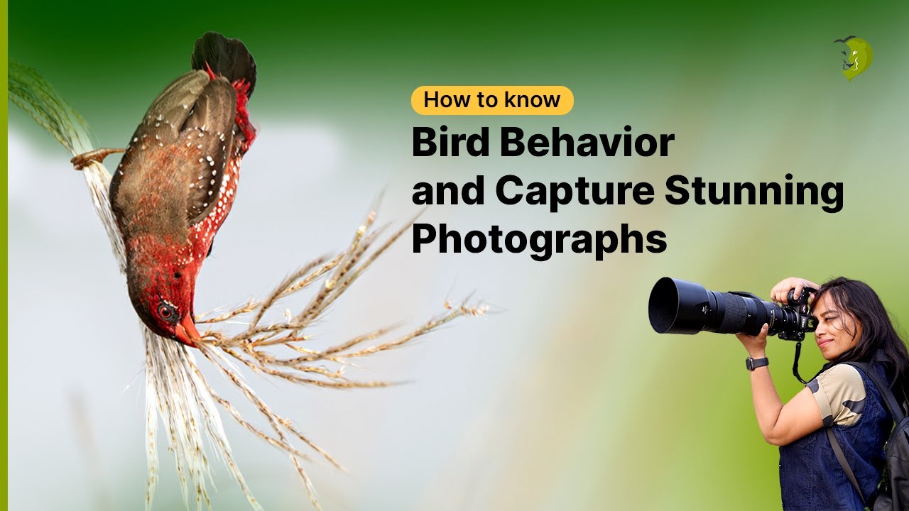 How to know bird behavior and capture stunning photographs #bisakhadatta