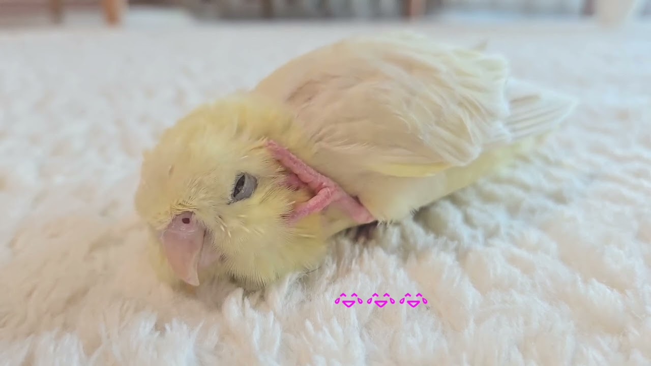穏やかな朝♡れったんの心の声🐥♥️かわいい🎀#インコおもしろ #インコのいる暮らし #インコお喋り #インコ #サザナミインコ