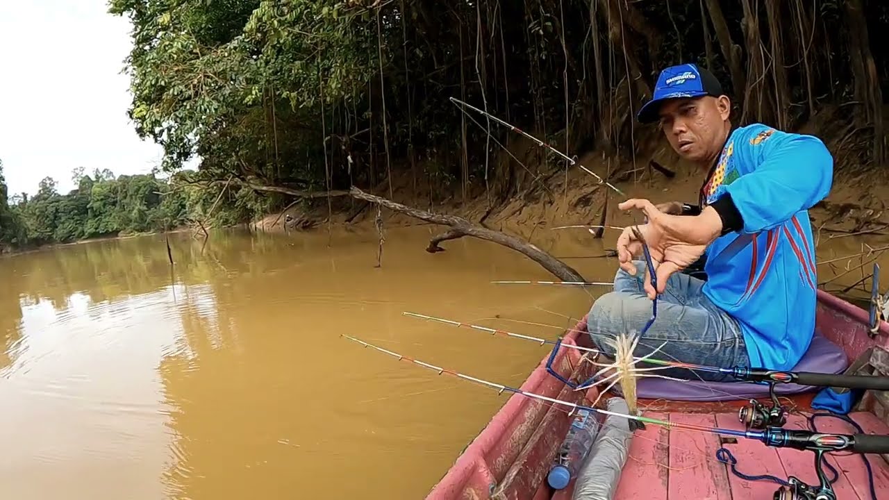 Mancing udang galah besar diantara kayu mati dan Tebing sungai yang curam