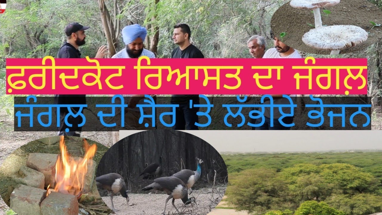 ਫ਼ਰੀਦਕੋਟ ਰਿਆਸਤ ਦਾ ਜੰਗਲ਼;ਆਜੋ ਸਾਰਾ ਦੇਖੀਏ 'ਤੇ ਭੋਜਨ ਲੱਭੀਏ|Forest visit|Faridkot|Harbhej Sidhu|JungleLife