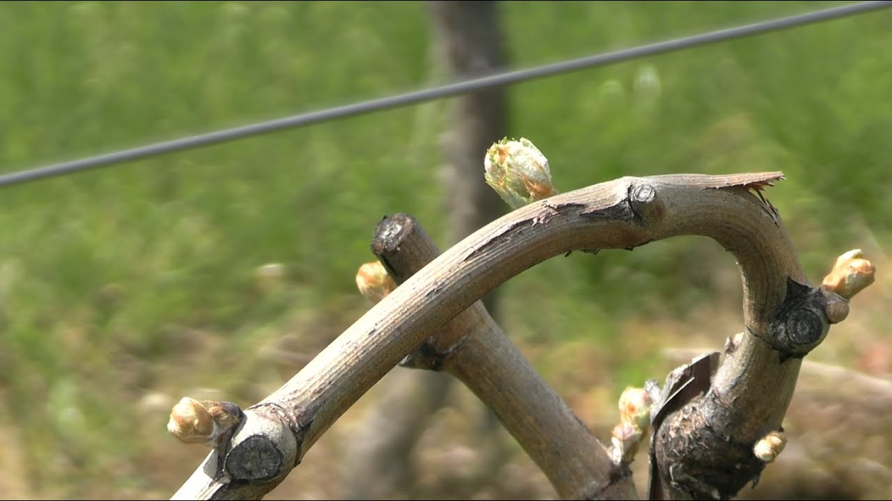 Kada je pravo vrijeme za zaštitu vinograda? - Zlatno klasje #305