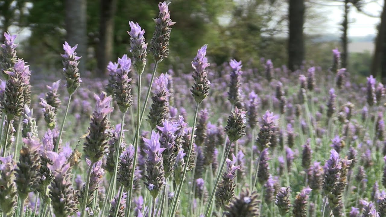 Dúvida sobre a produção de mudas de lavanda? O Agro FAG responde!