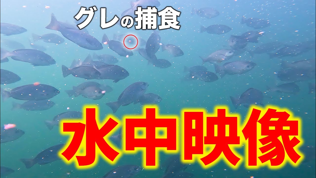 【グレ釣り水中映像】グレ釣りでなぜ釣れないかが必ず分かる動画