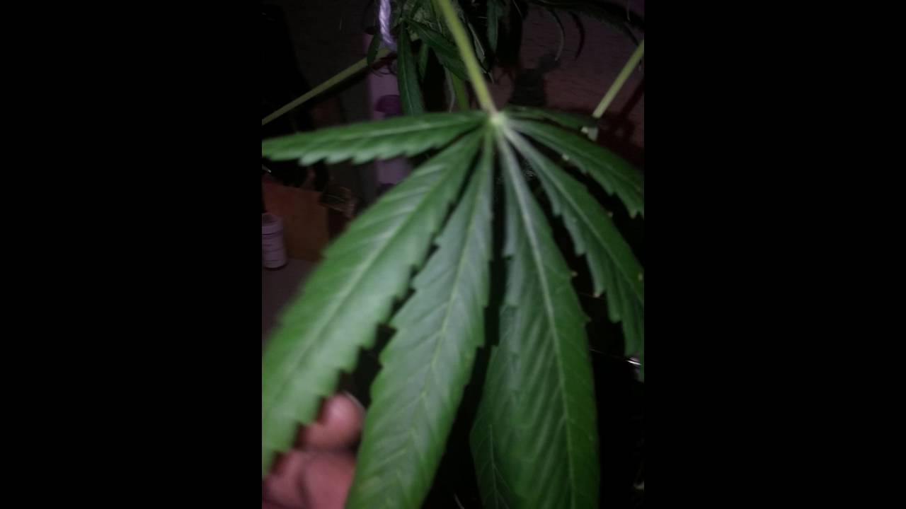 My Buds Are not getting  Big why!!!?? Help!!!