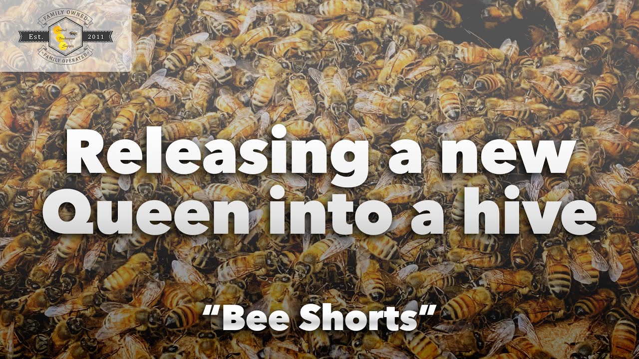 "Bee Shorts" - Releasing a New Queen into the Hive [Cordovan Queen Bee]